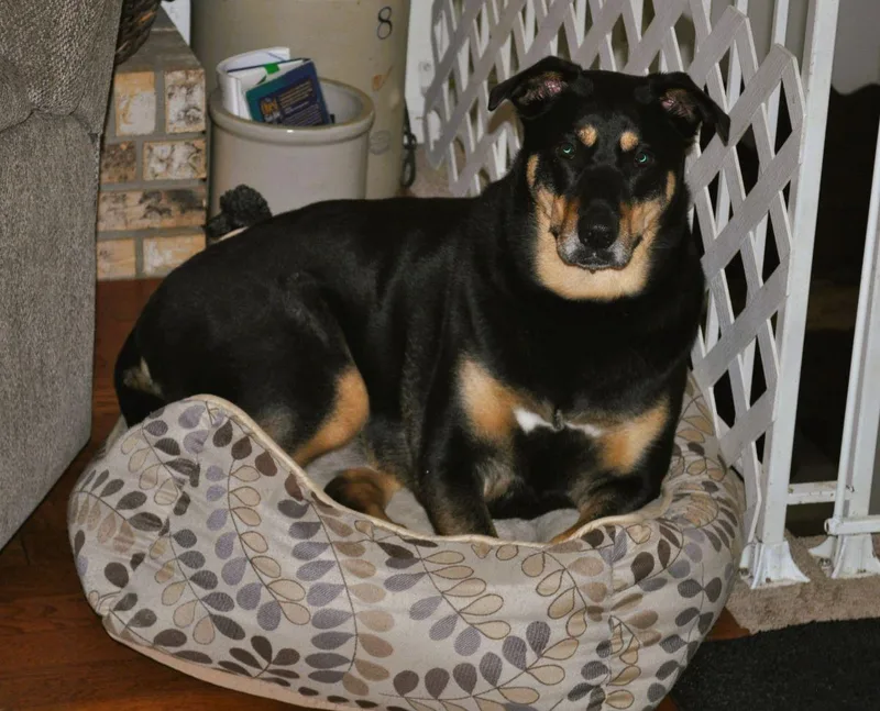 Raineythe Supermutt thumbnail 2