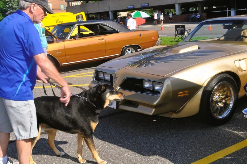 Raineythe Supermutt thumbnail 5