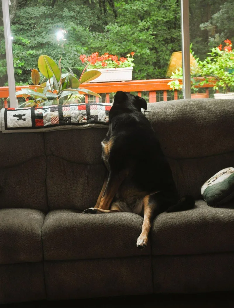 Raineythe Supermutt thumbnail 6