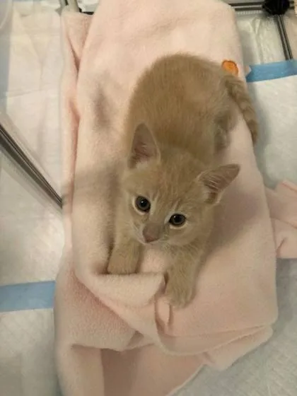 A baby small-sized male Domestic Short Hair cat named Sunny D for adoption in Roseville, CA