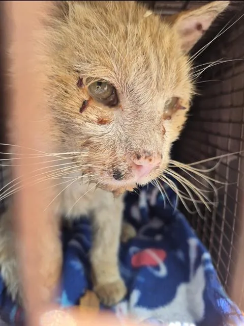 A young medium-sized male Domestic Short Hair cat named Herbert for adoption in San Antonio, TX