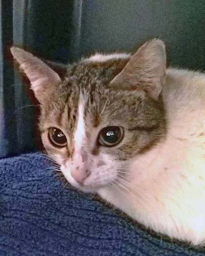 An adult medium-sized female Domestic Short Hair cat named Tiny Teenie Weenie for adoption in Fishers, IN