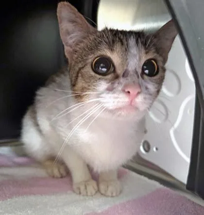 Tiny Teenie Weenie thumbnail 2