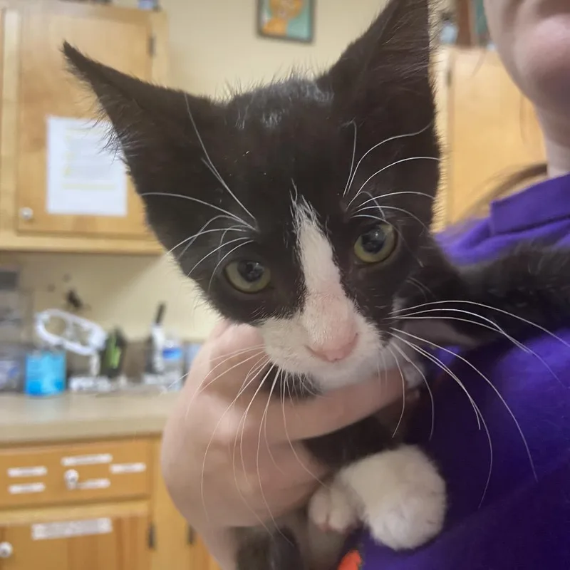 A baby small-sized male Black Domestic Short Hair cat named Juju for adoption in Monroe, LA
