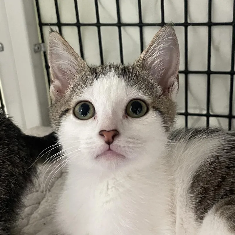 A baby small-sized female White Domestic Short Hair cat named Sadavir for adoption in Chicago, IL