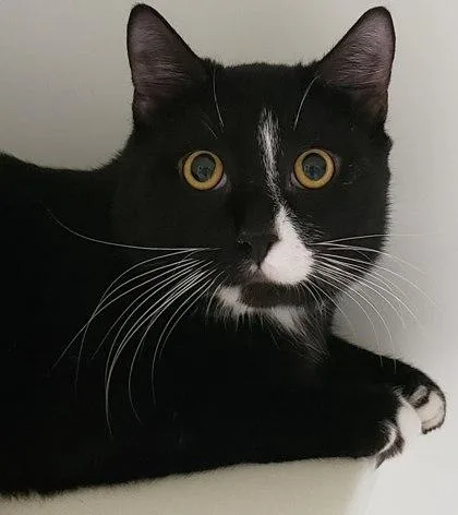 An adult medium-sized male Domestic Short Hair cat named Smalls for adoption in Cleveland, OH