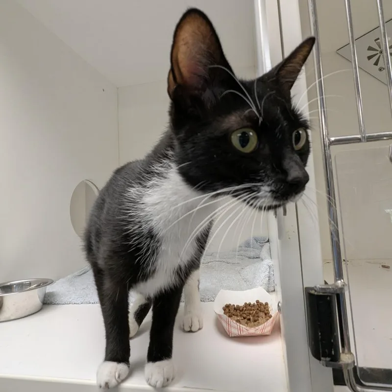 A young medium-sized female Black Domestic Short Hair cat named Moon for adoption in Philadelphia, PA