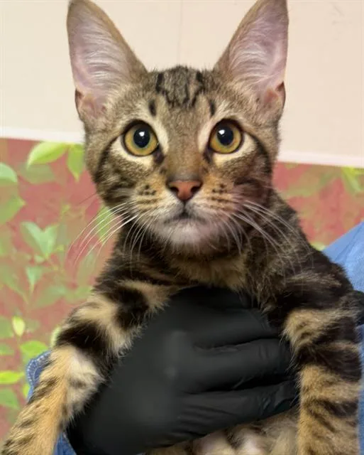 A baby small-sized male Domestic Short Hair cat named Russet for adoption in San Antonio, TX