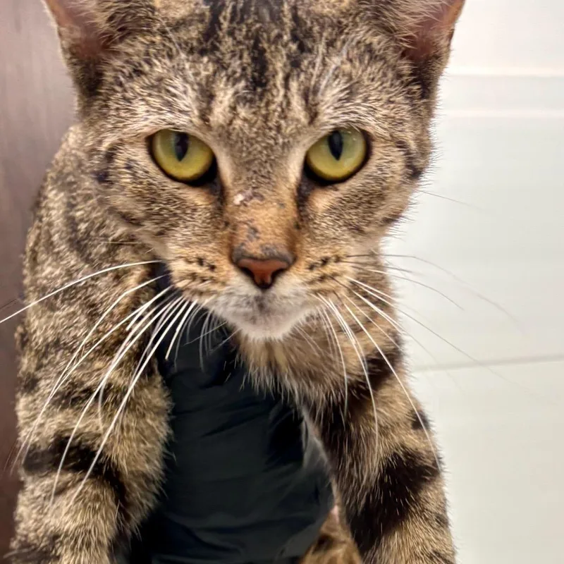 A young medium-sized female Domestic Short Hair cat named Tori for adoption in Portland, IN