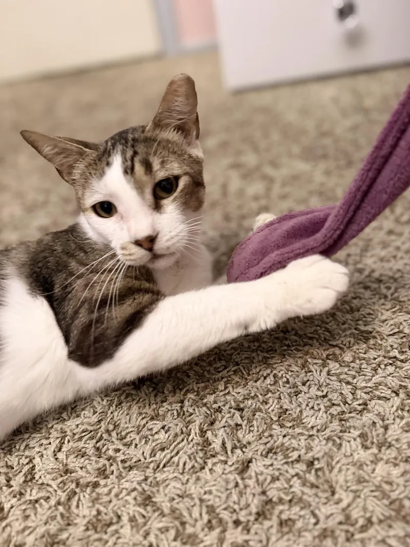 An adult medium-sized male Gray / Blue / Silver Domestic Short Hair cat named Sevro Au Barca for adoption in Chandler, AZ
