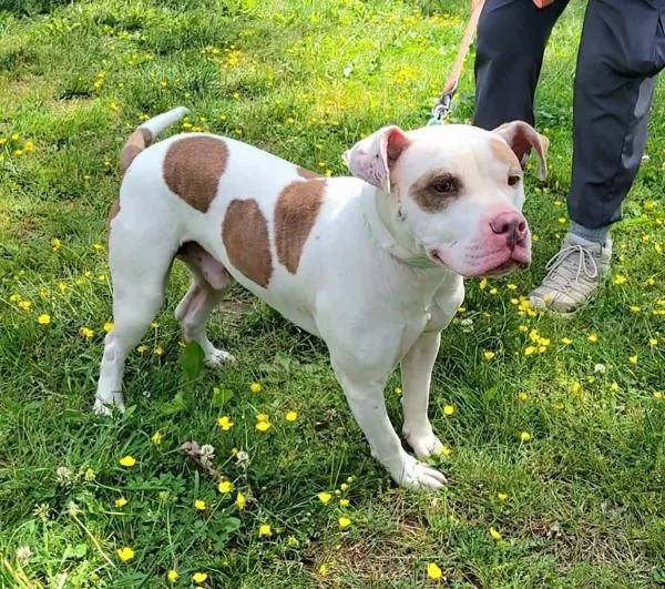 A young medium-sized male Pit Bull Terrier dog named Billy for adoption in Millersville, MD