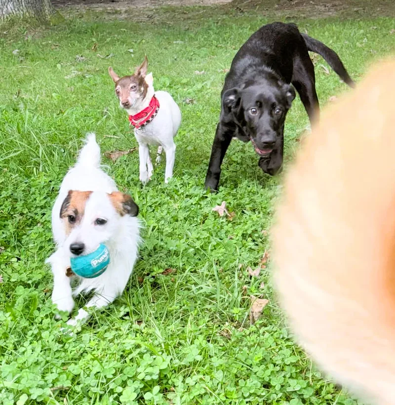 Ginger thumbnail 3