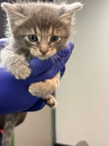 A baby small-sized male Domestic Short Hair cat named Garnump for adoption in Memphis, TN