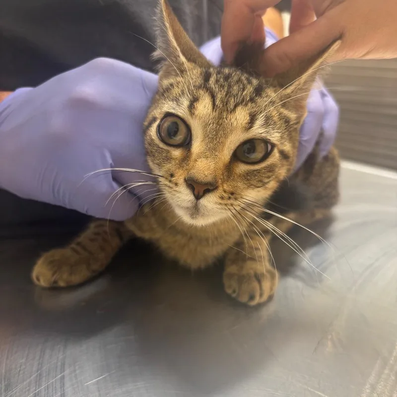 A young small-sized female Black Domestic Medium Hair cat named Crawfish for adoption in Clanton, AL