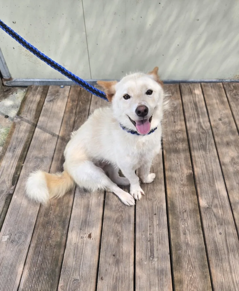 A young small-sized male Jindo dog named Edge for adoption in Duluth, GA