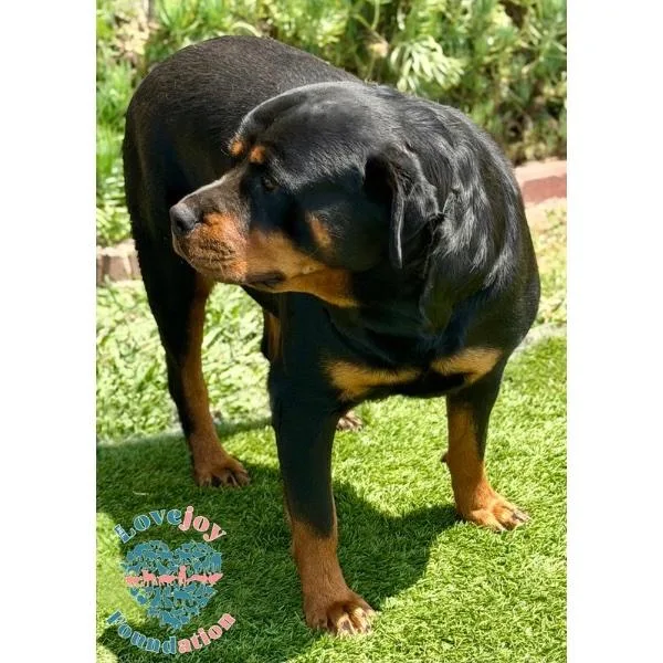 An adult large-sized female Black Rottweiler dog named Elise RB for adoption in Inglewood, CA