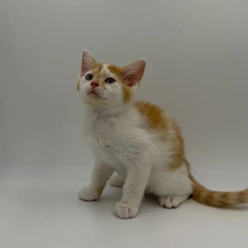 A baby medium-sized female Domestic Short Hair cat named Pickle for adoption in State College, PA