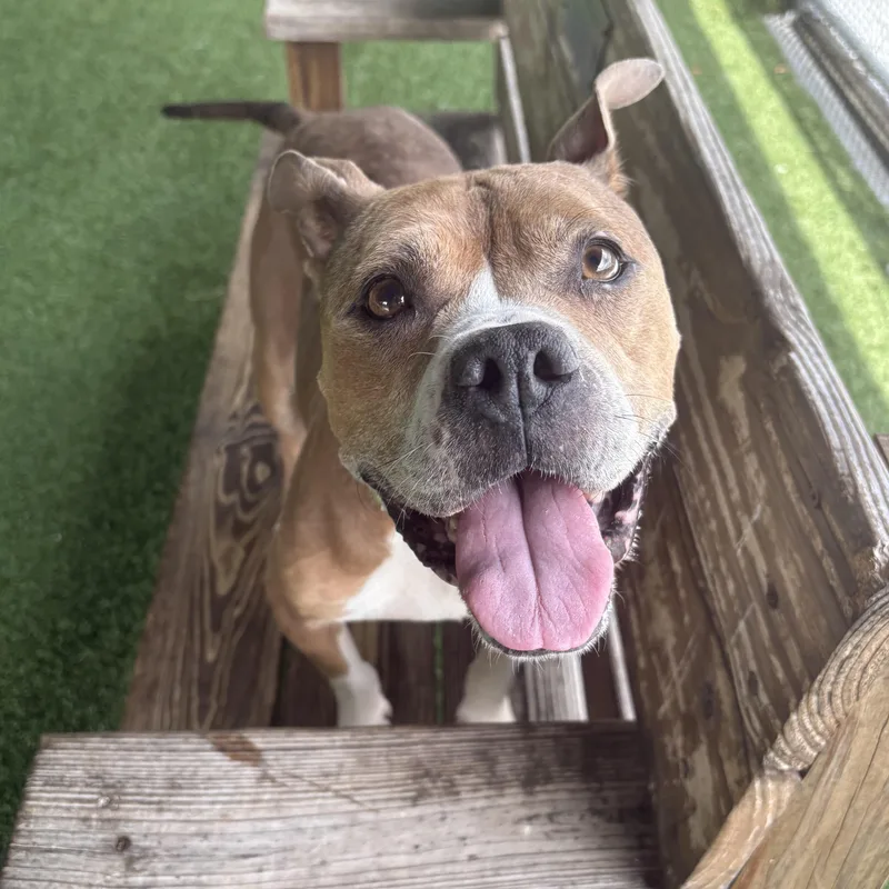 Frenchie thumbnail 2