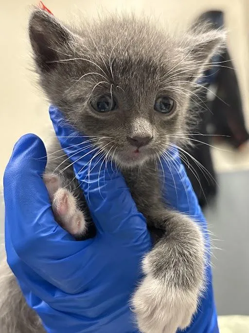 A baby small-sized male Domestic Short Hair cat named Cream Cheese for adoption in Las Vegas, NV