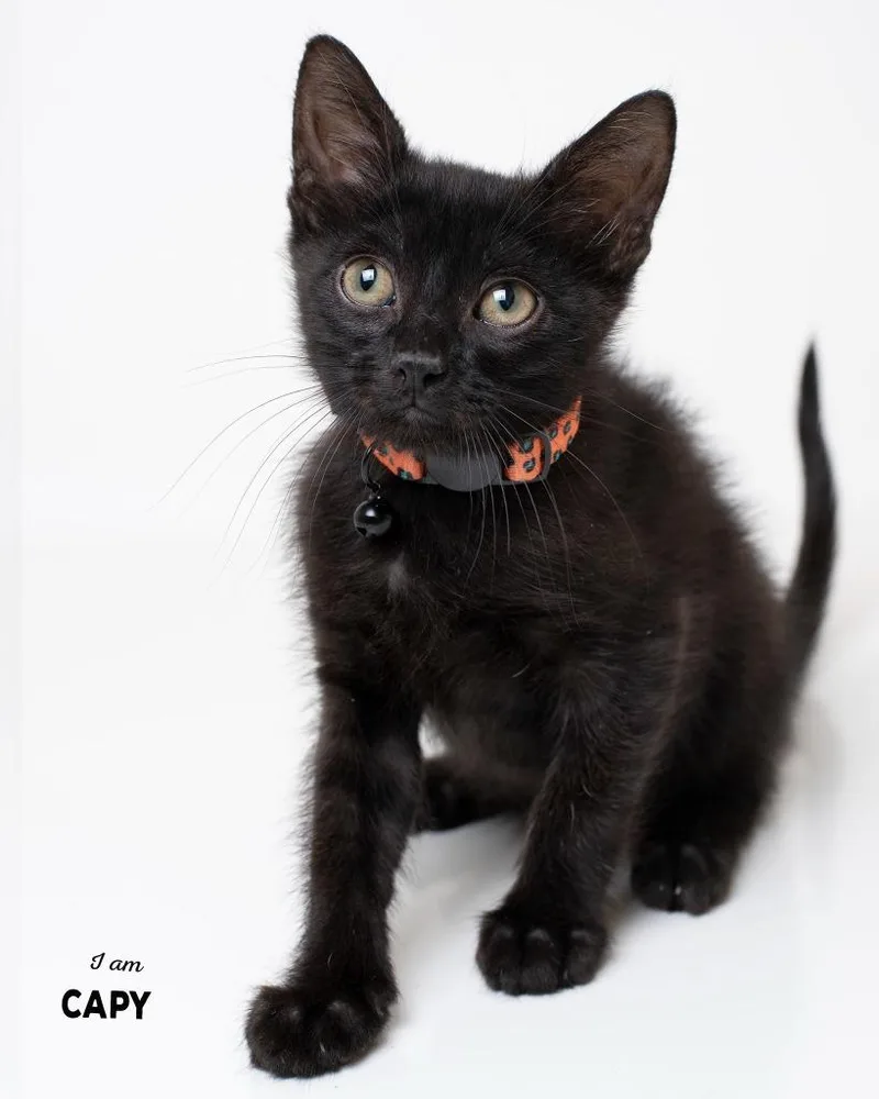A baby small-sized male Domestic Short Hair cat named Capy for adoption in Boone, IA