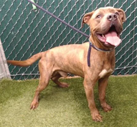 An adult medium-sized male Pit Bull Terrier dog named Kenneth for adoption in Downey, CA