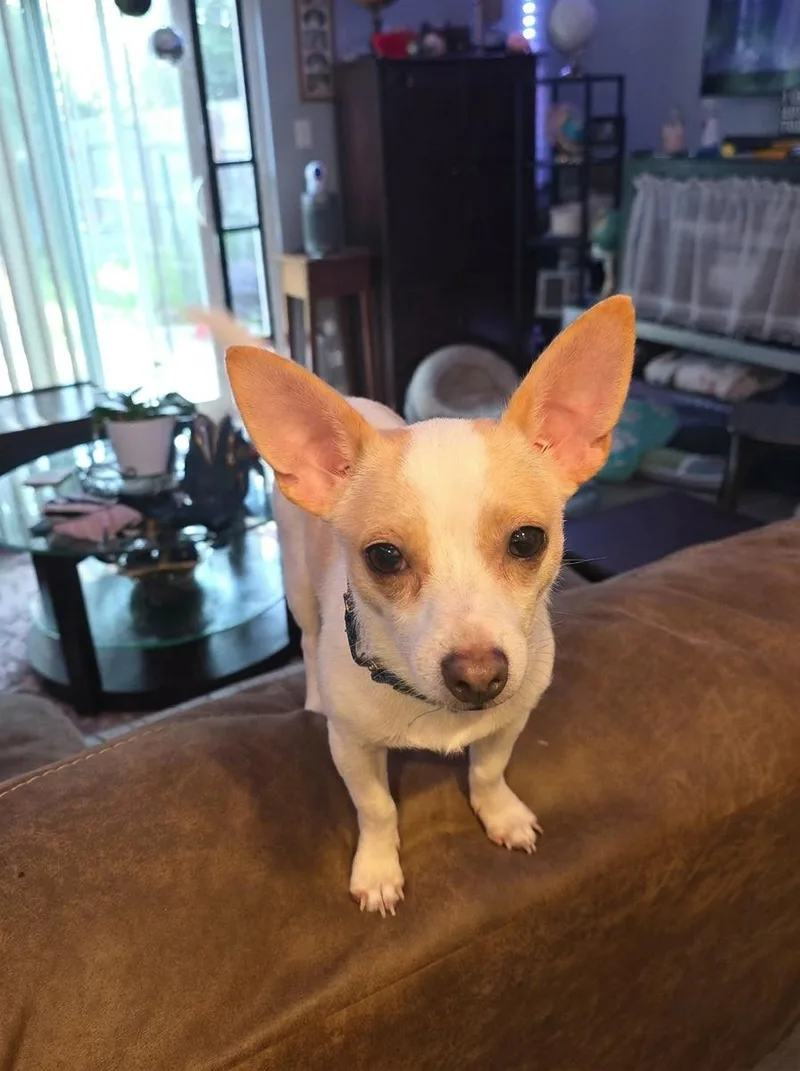 WILBUR....loves playing and chasing
