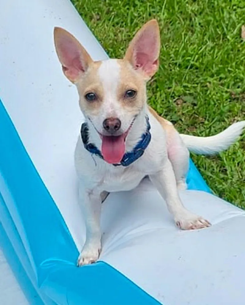 WILBUR....loves playing and chasing thumbnail 4