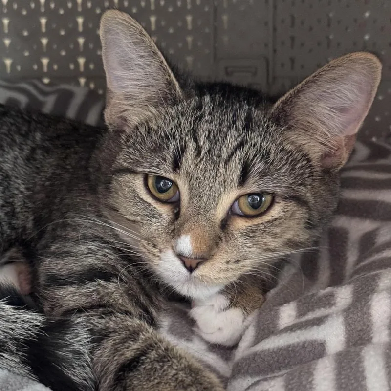 A young small-sized male Brown / Chocolate Domestic Short Hair cat named Rocket for adoption in Chapel Hill, NC