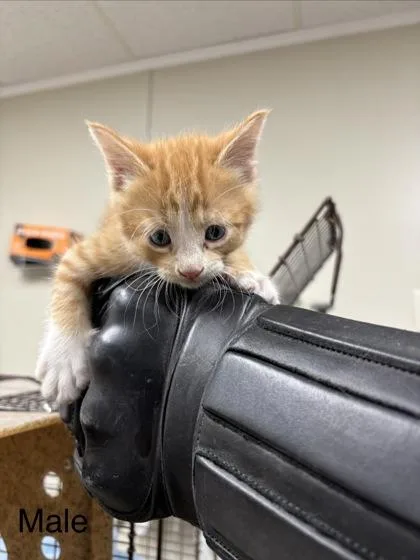 A baby small-sized male Domestic Short Hair cat named Tig for adoption in Conway, AR
