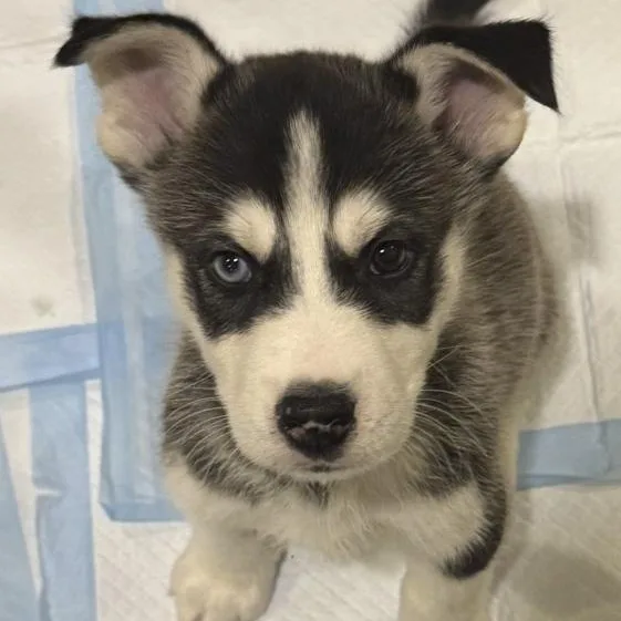 A baby medium-sized male Husky dog named Acorn for adoption in Toledo, OH