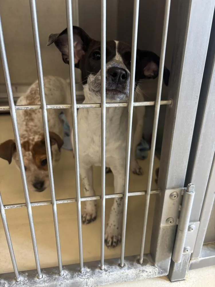 A baby small-sized female Tricolor (Brown, Black, & White) Terrier dog named Blossum for adoption in Kalamazoo, MI