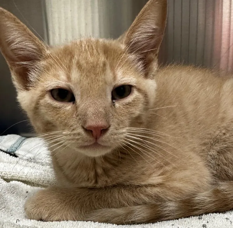 A baby medium-sized male Domestic Short Hair cat named Kimosabe for adoption in Jonesboro, AR