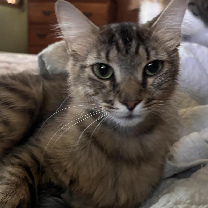 A young small-sized female Domestic Medium Hair cat named Nala for adoption in Melrose, MA