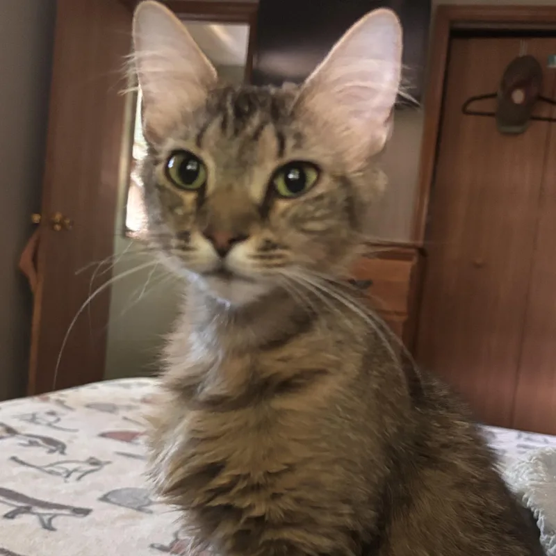 Nala thumbnail 2