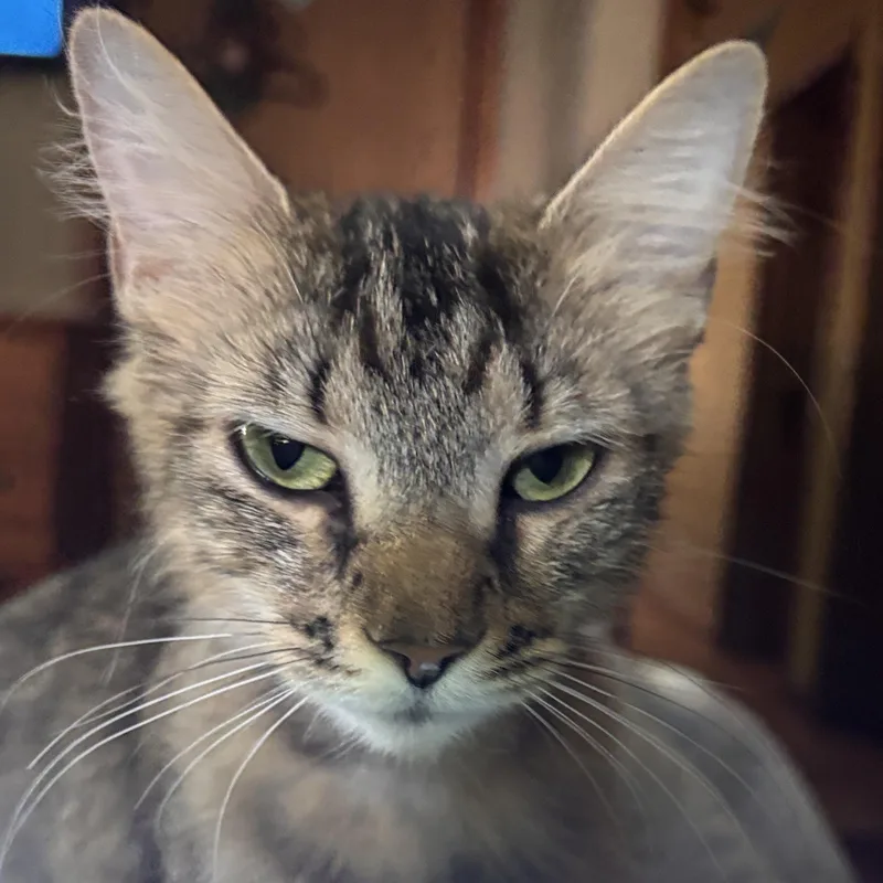 Nala thumbnail 3