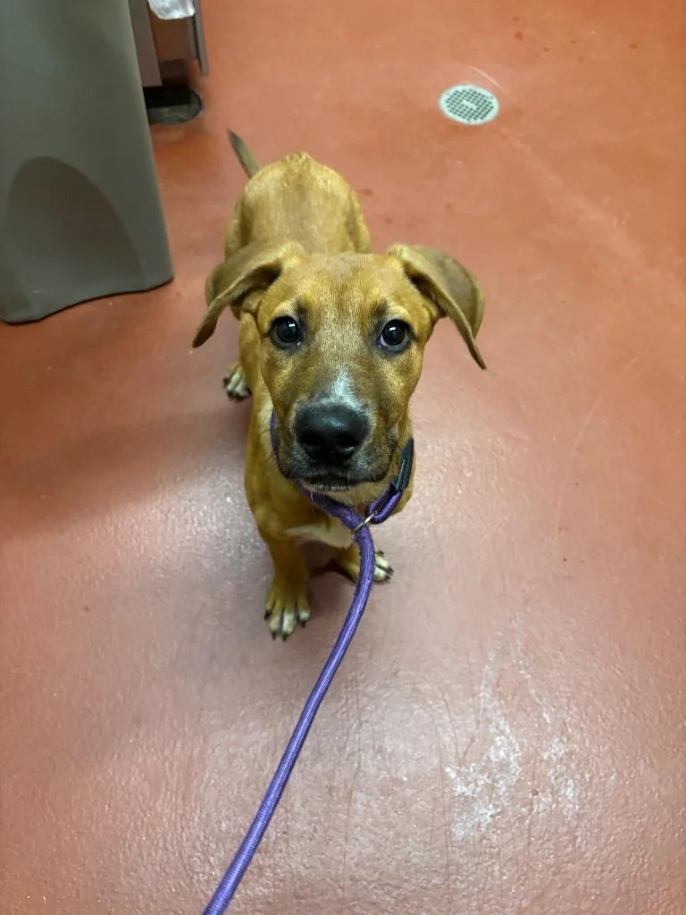 A baby medium-sized male Mixed Breed dog named Kyler for adoption in Douglasville, GA