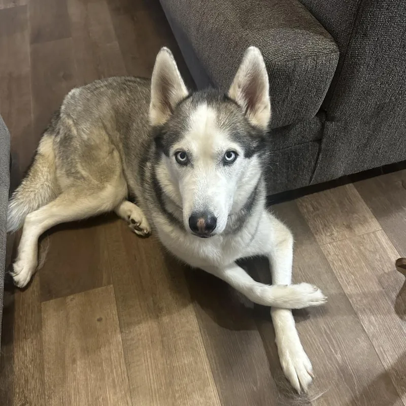 An adult large-sized male Husky dog named Saint for adoption in Springfield, MO