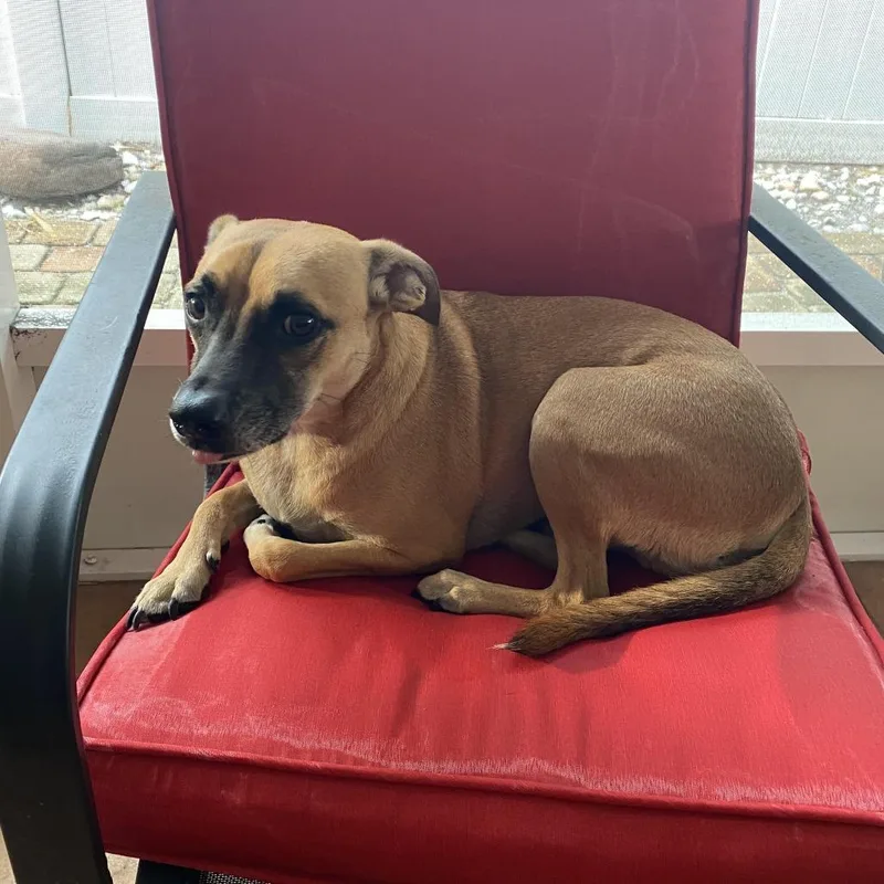 An adult medium-sized male Yellow / Tan / Blond / Fawn Terrier dog named Mikkie for adoption in Seminole, FL
