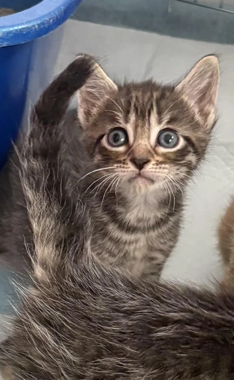 A baby medium-sized female Tabby (Gray / Blue / Silver) Domestic Medium Hair cat named Christina for adoption in East Amherst, NY