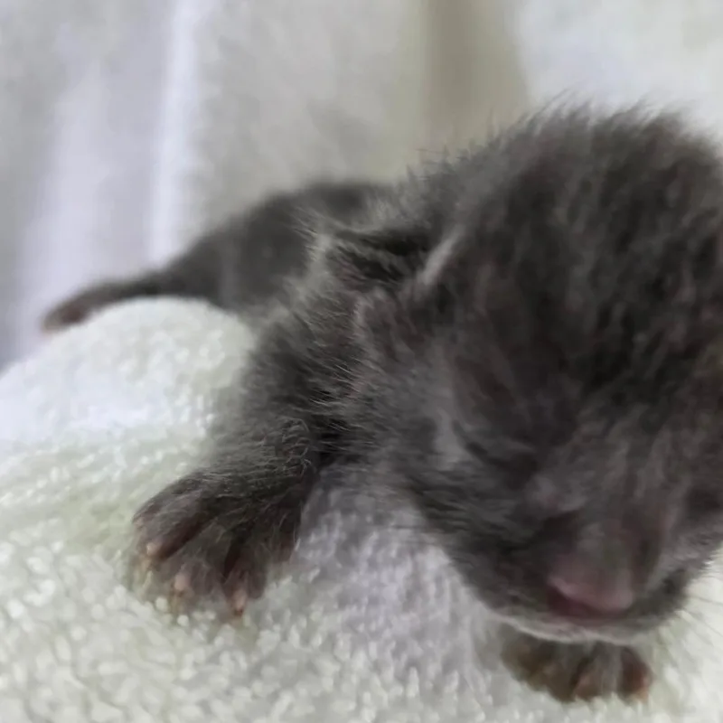 A baby small-sized male Gray / Blue / Silver Domestic Short Hair cat named Nebula for adoption in Chapel Hill, NC