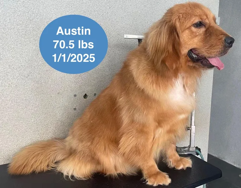 Austin thumbnail 4