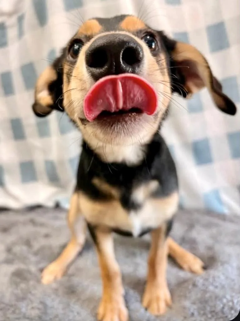 Monty