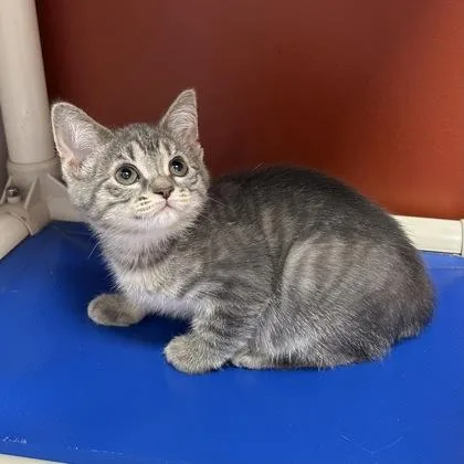 A baby small-sized female Domestic Short Hair cat named Callie for adoption in Janesville, WI