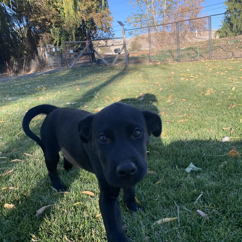 A young medium-sized male Black Labrador Retriever dog named Milo for adoption in Selah, WA