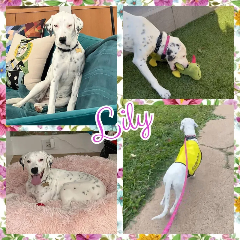 A young medium-sized female Dalmatian dog named Lily for adoption in Colorado Springs, CO