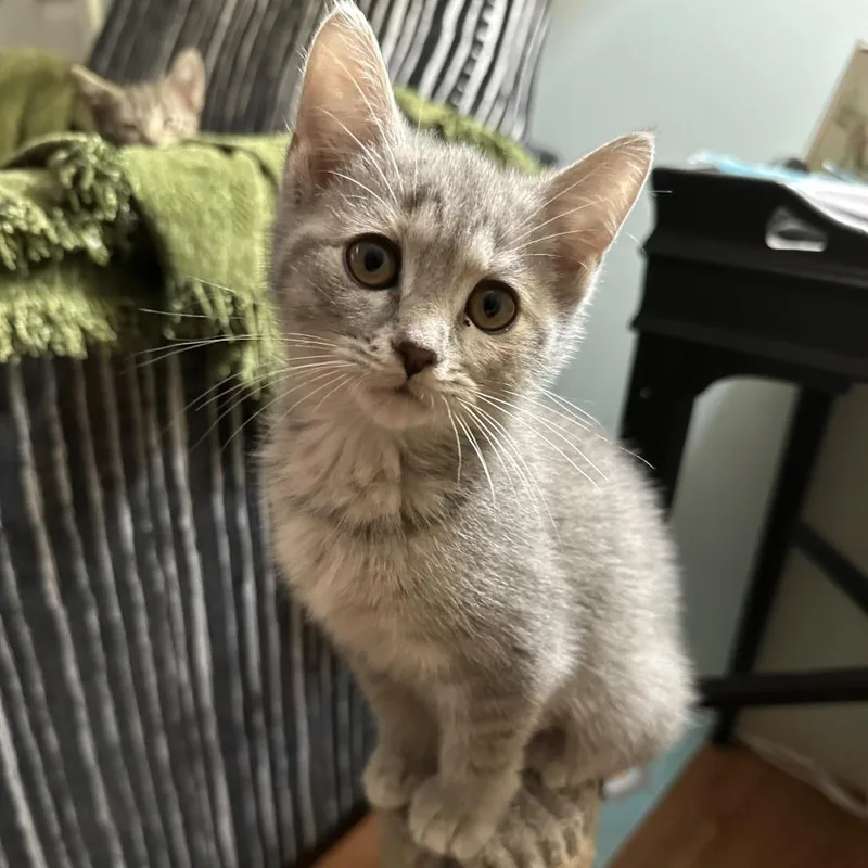 A baby small-sized female Gray / Blue / Silver Domestic Short Hair cat named Juniper for adoption in La Grange, KY