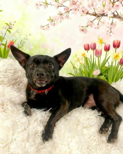 A young small-sized male Black Chihuahua dog named Bruno for adoption in Tehachapi, CA