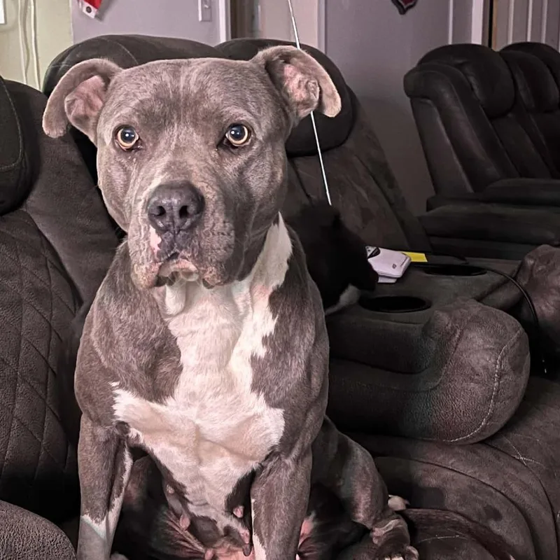 A baby medium-sized female White / Cream Pit Bull Terrier dog named Versace for adoption in Olathe, KS