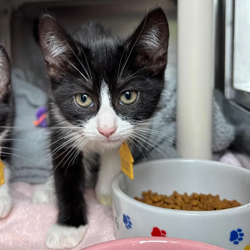 A baby small-sized female Black Domestic Short Hair cat named Poke for adoption in Springfield, MA