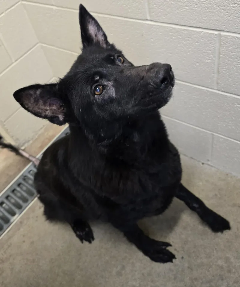 A senior large-sized female Black German Shepherd Dog dog named Minx for adoption in Mount Juliet, TN